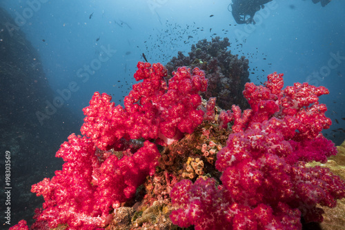 at Richelieu Rock, serene underwater scene with vibrant red soft coral on blue ocean reef. scuba diver explores peaceful deep sea life while diving