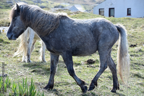 Dark Shaggy Wild Eriskay Pony in the Outer Hebrides