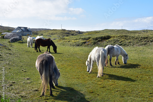 Grazing Herd of Wild Ponies on Eriskay