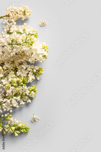 Blooming lilac flowers on grey background