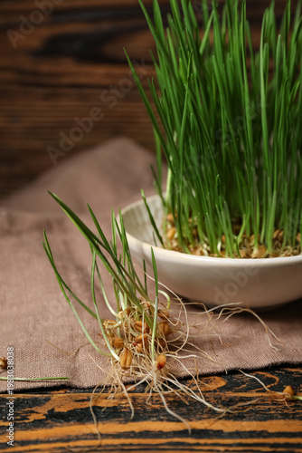 Bowl with fresh wheatgrass ...