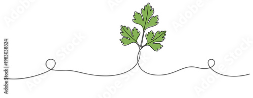 Parsley leaf sprouting on continuous line minimalist background