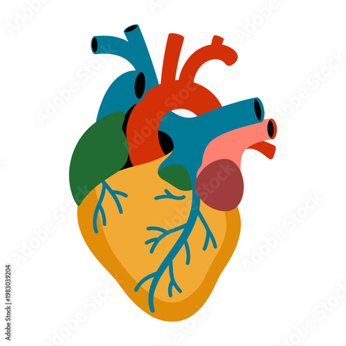 Vector of a human heart with its various chambers and blood vessels prominently displayed.