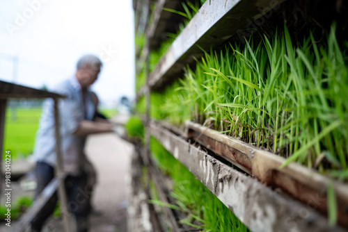 Quadro em tela Farmer cultivating green rice seedlings in wooden shelf trays outdoors