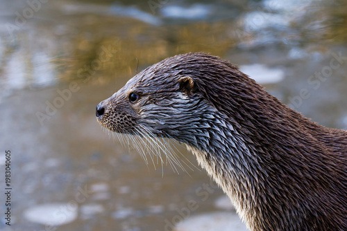 Close-up side profile of a wet river otter with whiskers, sharp detail,, lutra lutra