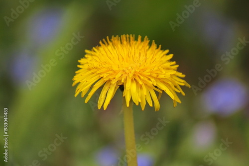 Dandelion flower on a green background
