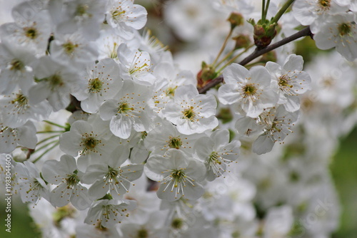 Sour cherry tree blossom close up
