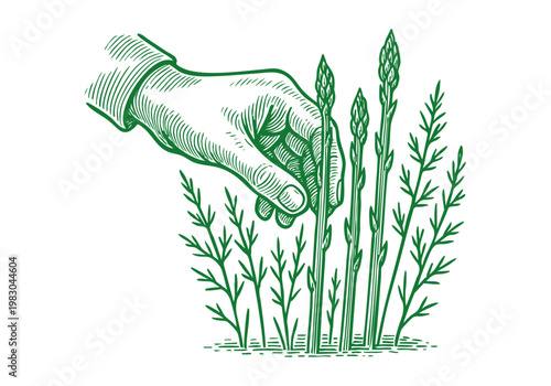 Wild Asparagus Spear Hand Drawn Sketch, Organic Spring Vegetable Vector Illustration Isolated