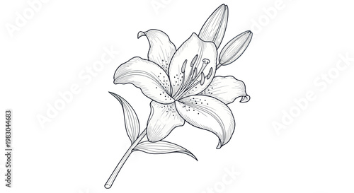 Detailed Drawing of a Single Lily.