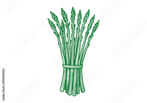 Wild Asparagus Spear Hand Drawn Sketch, Organic Spring Vegetable Vector Illustration Isolated