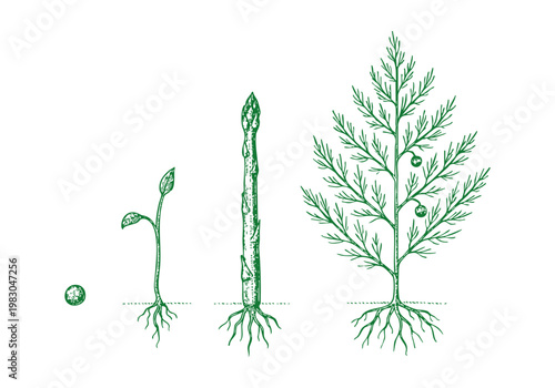 Wild Asparagus Spear Hand Drawn Sketch, Organic Spring Vegetable Vector Illustration Isolated