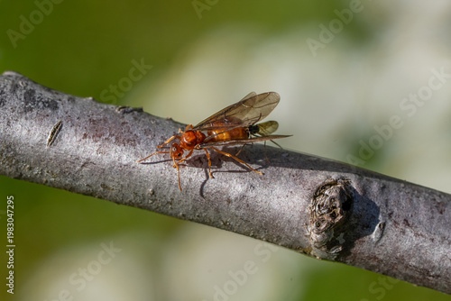 Nuptial flight of European honey-pot ants (Prenolepis nitens) in their natural habitat in Lower Austria. Queen and male mating in early spring.