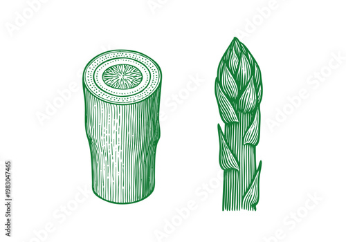 Wild Asparagus Spear Hand Drawn Sketch, Organic Spring Vegetable Vector Illustration Isolated
