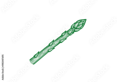 Wild Asparagus Spear Hand Drawn Sketch, Organic Spring Vegetable Vector Illustration Isolated