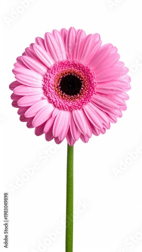 A vibrant pink daisy-like bloom with a dark center on a green stem