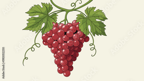 Bunch of fresh red grapes hanging from a vine with lush green leaves and curly tendrils on a neutral background for harvest food themes.