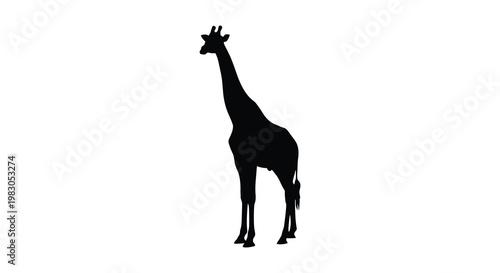 A striking black giraffe stands gracefully against a plain white background silhouette