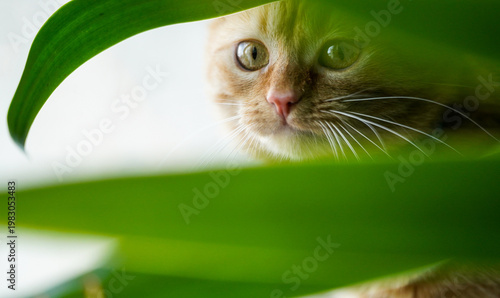 cat looking through the leaves of a plant. detail.