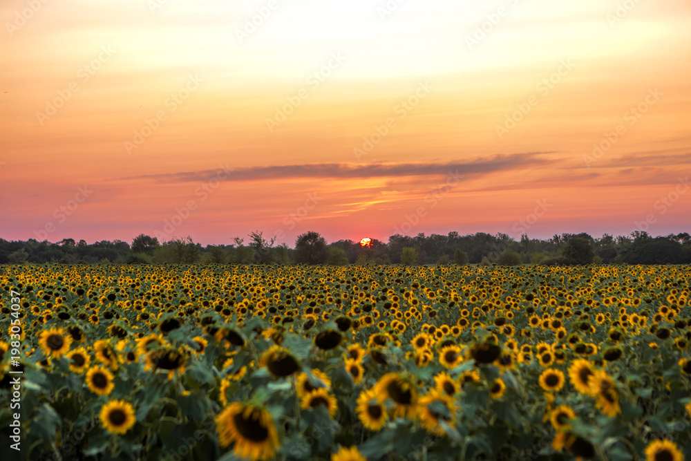 Obraz premium sunflower field at sunset