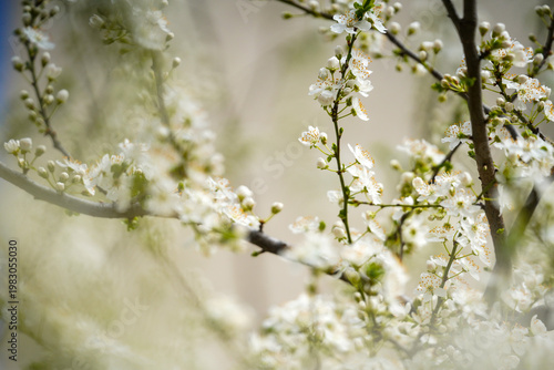 spring. spring flowers in a public park. detail.