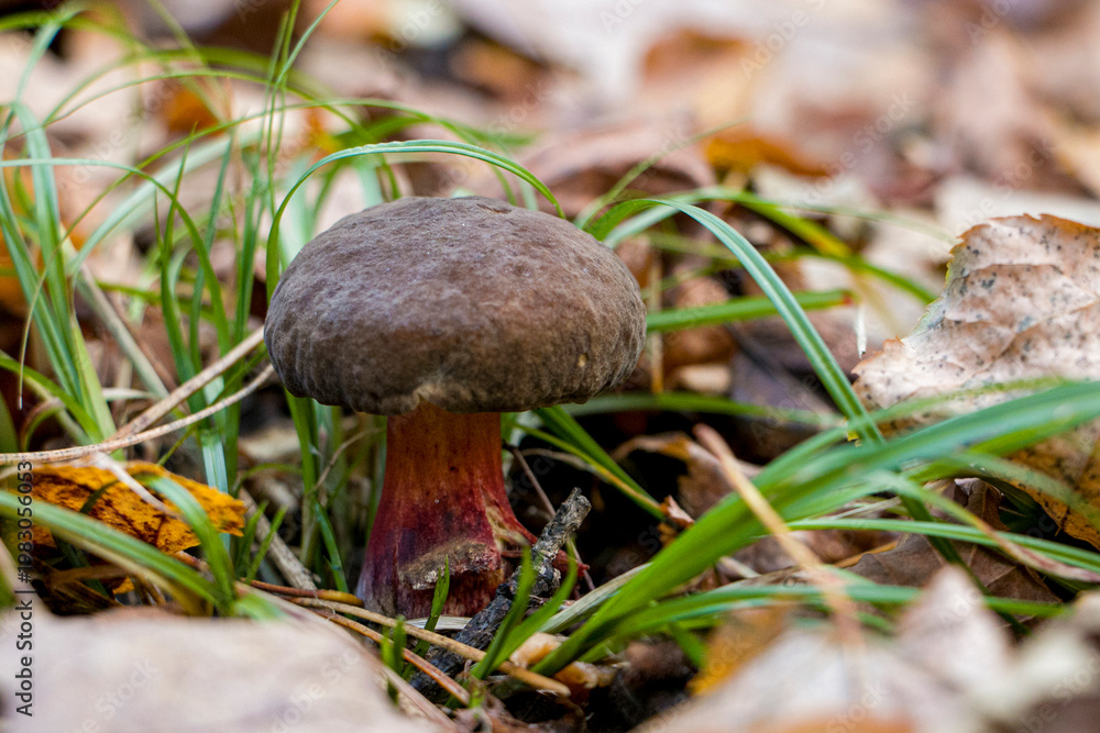 Fototapeta premium The mushroom Xerocomellus chrysenteron grows on green grass in the forest in autumn. Xerocomellus chrysenteron