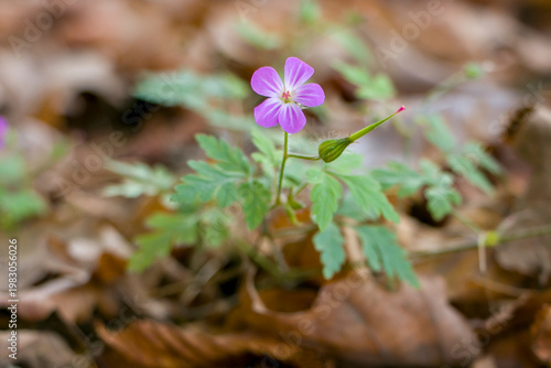Photography Robert's geranium blooms in the autumn forest.