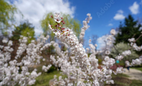 sakura. Japanese cherry blossom (prunus serrulata). flower that heralds spring. detail.