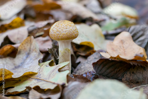 Valokuva Armillaria mellea