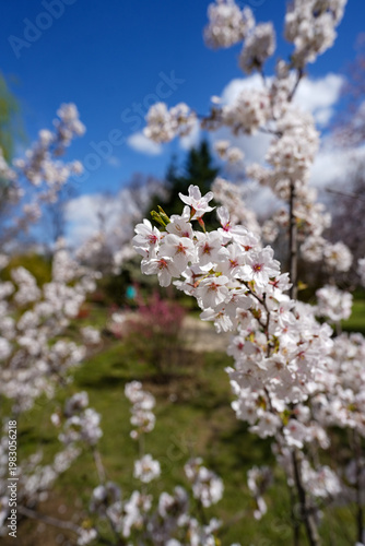 spring. spring flowers in a public park. detail.