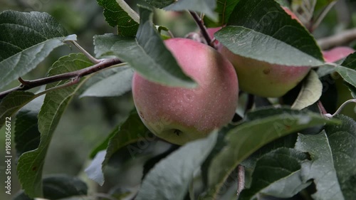 ripe juicy apple on a branch among green foliage