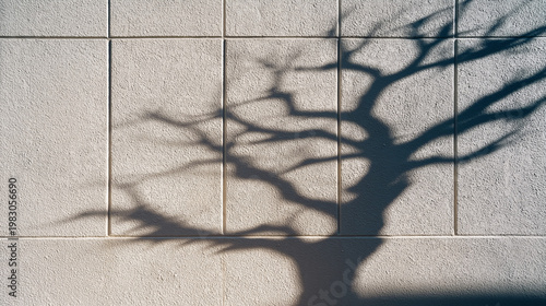 Tree shadow casts a dark silhouette against the textured surface of a concrete wall in the bright afternoon sunlight.