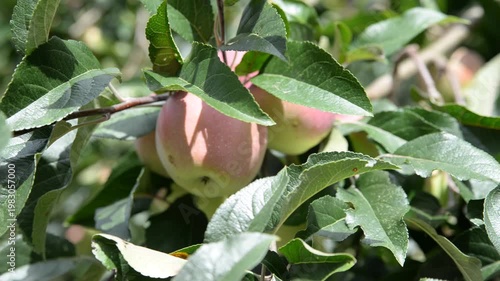 juicy ripe apples on a green branch swaying in the wind in the rays of sunlight