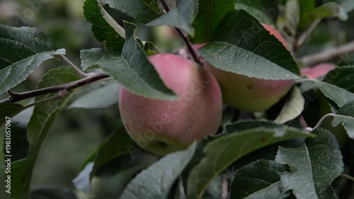 ripe juicy apple on a branch among green foliage