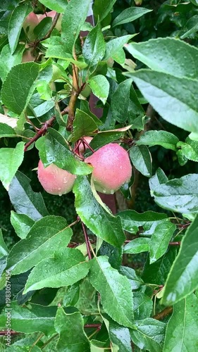 ripe fresh apples among green leaves after rain illuminated by sunlight