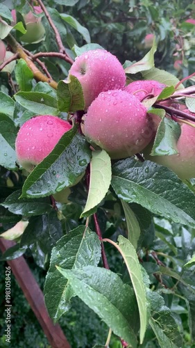 ripe fresh juicy apples among green leaves swaying in the wind in the rain