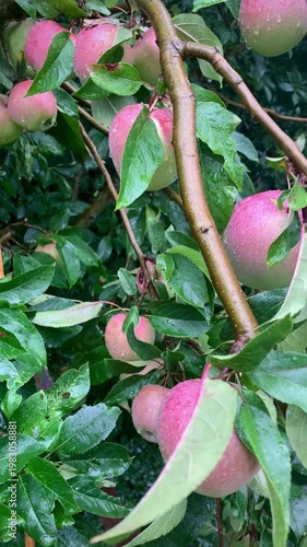 rain apple orchard large ripe apples swaying in the wind in the rain