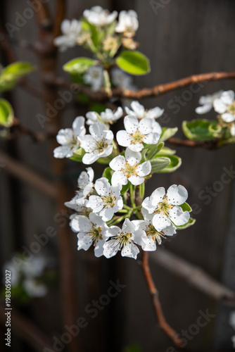 White Pear Blossoms On Branch Close-Up In Spring Garden With Natural Light