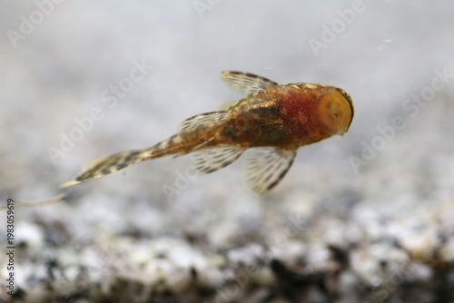 Ancistrus fish stuck to the glass of the aquarium (hypostomus cirrhosus)