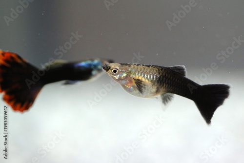Female and male siamese fighting fish (betta splendens)