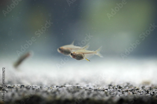 Lemon tetra fish in the aquarium (hyphessobrycon pulchripinnis)