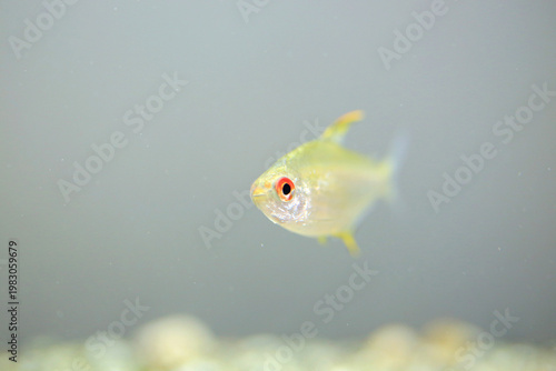 Lemon tetra fish in the aquarium (hyphessobrycon pulchripinnis)