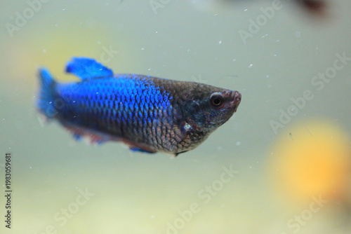 Female siamese fighting fish (betta splendens