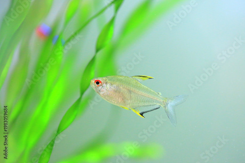 Lemon tetra fish in the aquarium (hyphessobrycon pulchripinnis)