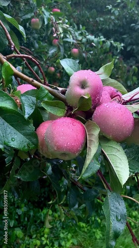 rain apple orchard large ripe apples swaying in the wind in the rain
