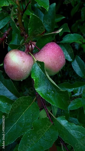 rain apple orchard large ripe apples swaying in the wind in the rain