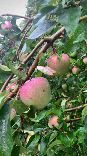 rain apple orchard large ripe apples swaying in the wind in the rain