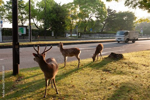 Sika deer (Cervus nippon) along a roadside in Nara, Japan.
