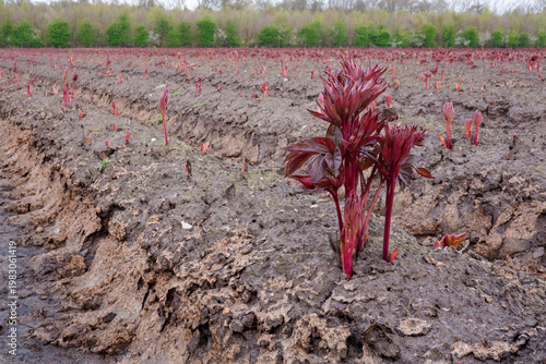 Cultivation of Peonies, field in spring