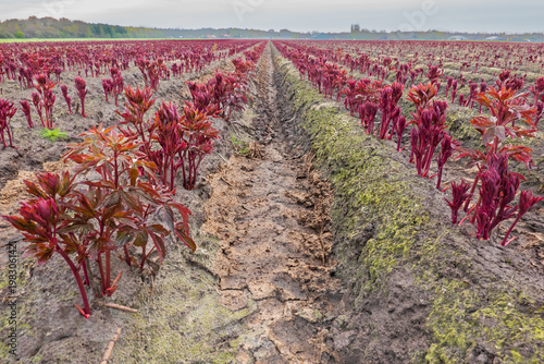 Cultivation of Peonies, field in spring