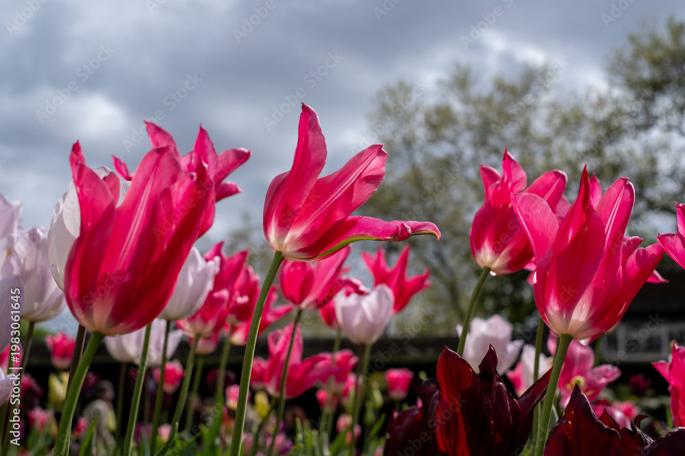 Obraz premium Colourful tulips, photographed in springtime at Victoria Embankment Gardens on the bank of the River Thames in central London, UK.